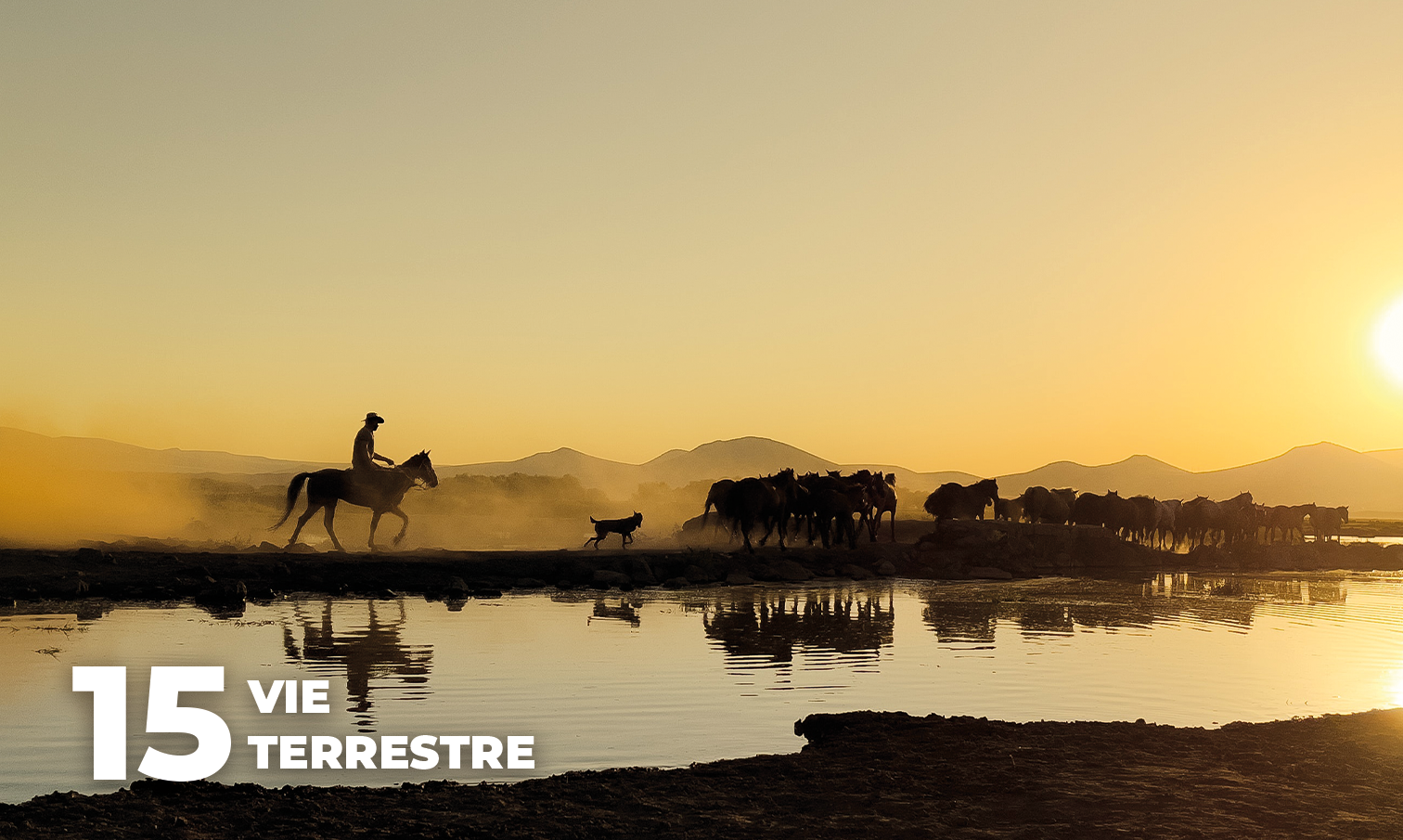 ODD -TERRESTRE